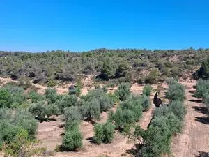 Terreno con olivos de regadío en JUNCOSA (Lleida).